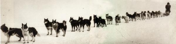 http://www.polardogs.org/content/sh/200/i-alaska-dlouhe-sprezeni.jpg