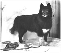 http://www.polardogs.org/content/sh/200/balto.jpg