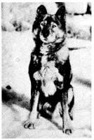 http://www.polardogs.org/content/sh/200/togo.jpg